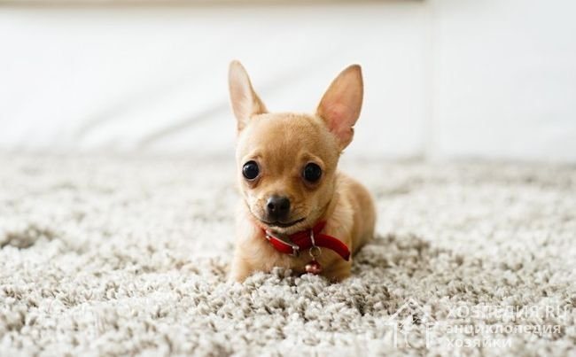 Как удалить неприятный запах с паласа?