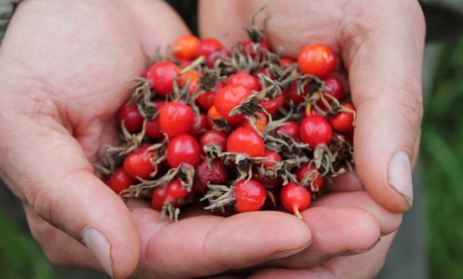 Сбор ягод шиповника