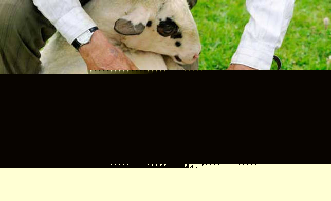 как получают шерсть