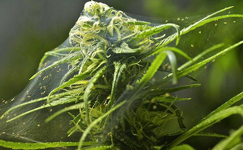 Паутина на растении