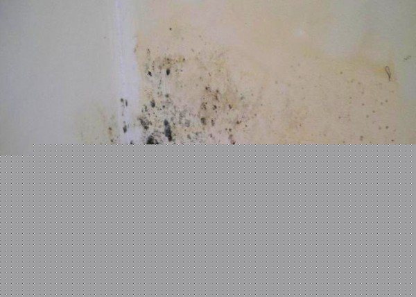 плесень на стенах