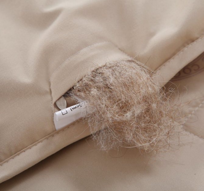 Верблюжья шерсть