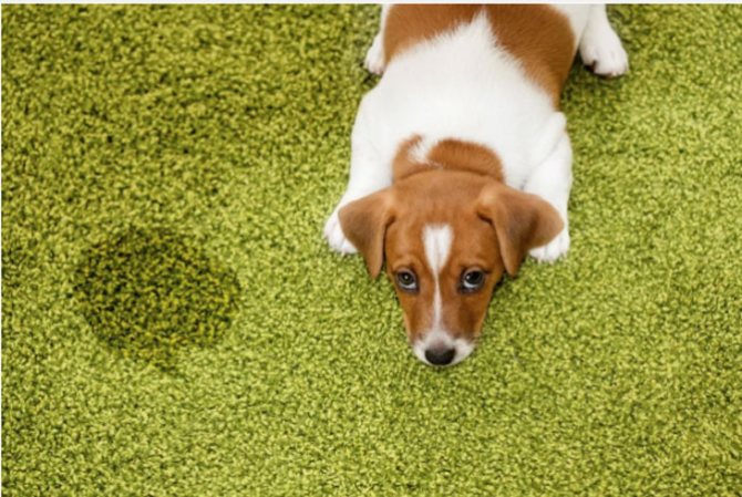 Запах мочи - чем убрать